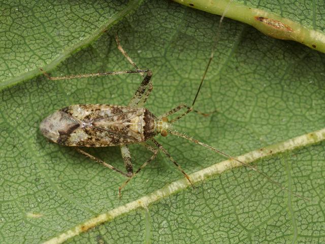Phytocoris longipennis Mirid Bug Images