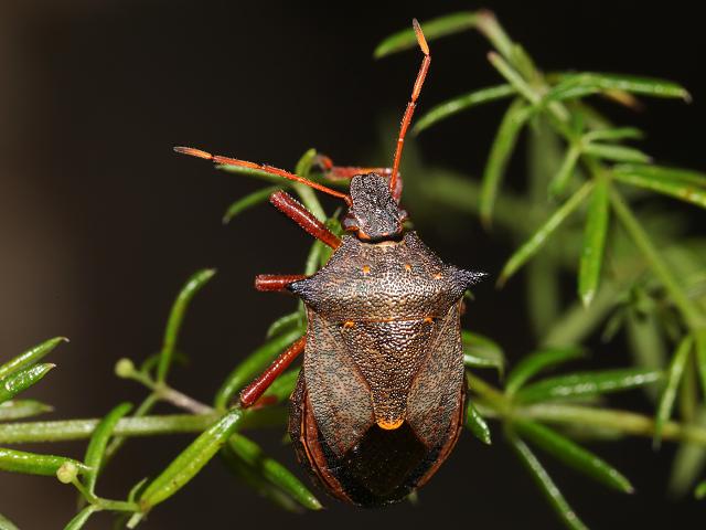 Picromerus bidens Spiked Shieldbug Images