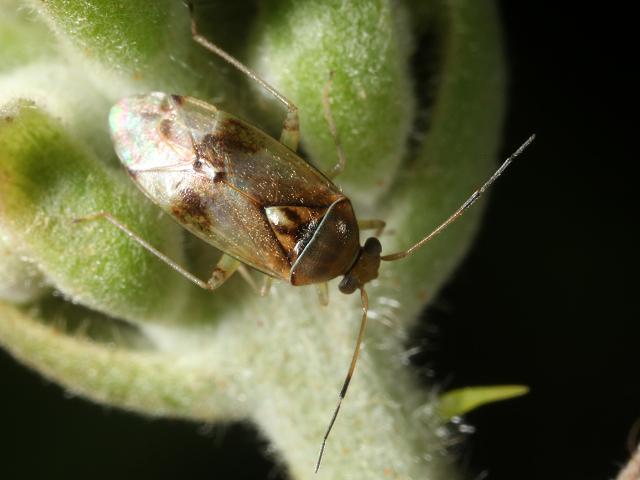 Pinalitus cervinus Myrid Bug Heteroptera Images