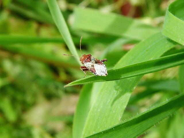 Rhopalus subrufus Rhopalid Bug Images