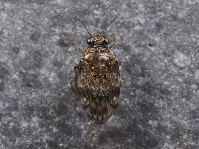 Saldula saltatoria Common Shore Bug Images