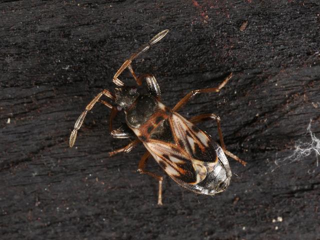Scolopostethus cf affinis Groundbug Bug Images