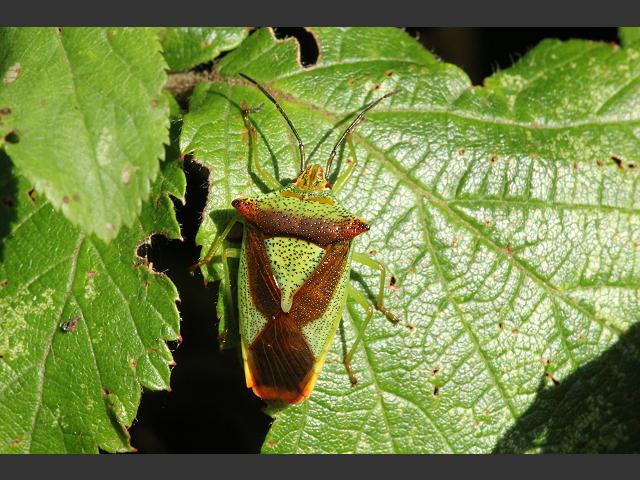 Acanthosoma haemorrhoidale Hawthorn Shieldbug