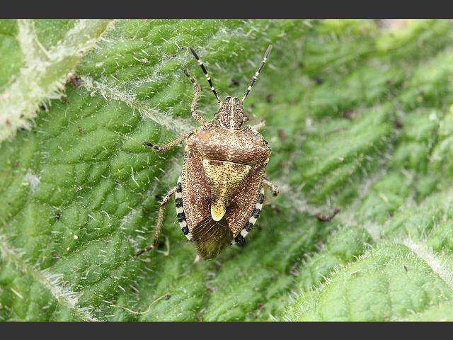 Dolycoris baccarum Hairy Shieldbug