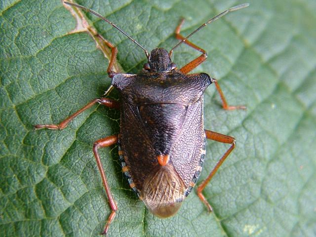 Pentatoma rufipes Red legged Shieldbug