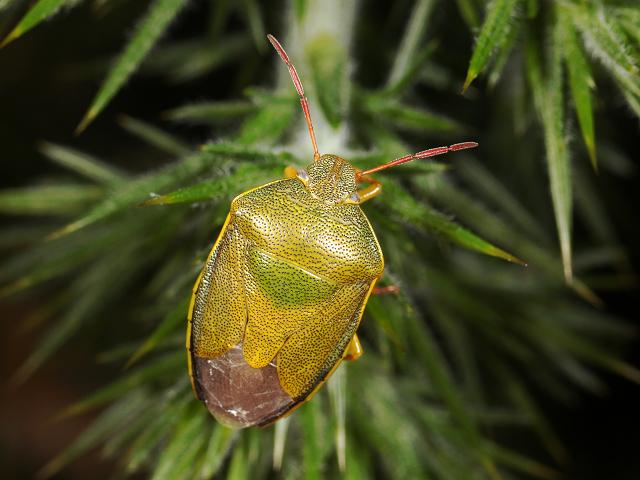 Piezodorus lituratus Gorse Shieldbug
