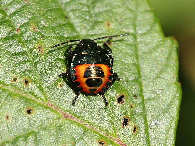 Troilus luridus Bronze Shieldbug