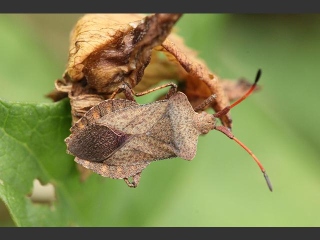 Coreus marginatus Dock or Squash Bug