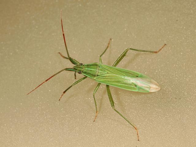 Stenodema calcarata Grass Myrid Bug Images