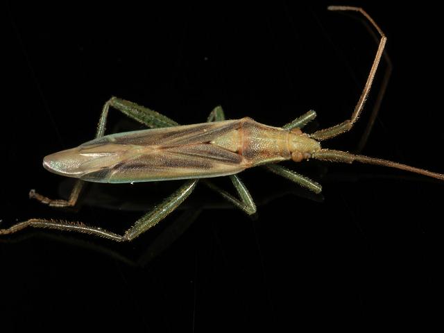 Stenodema laevigata Grass Myrid Bug Images