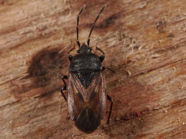 Stygnocoris fuligineus Groundbug Bug Images