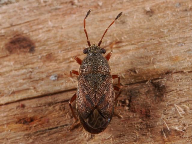 Stygnocoris fuligineus Groundbug Bug Images