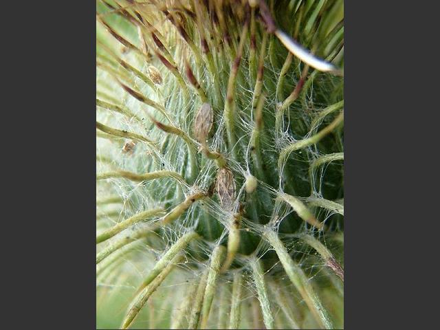 Tingis cardui Spear Thistle Lacebug