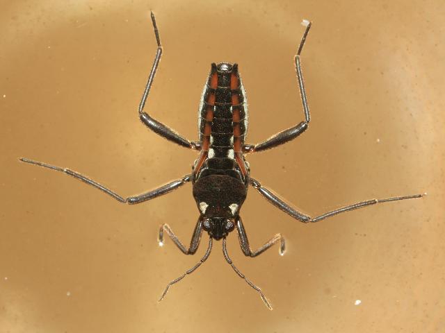 Velia caprai Common Water Cricket Images