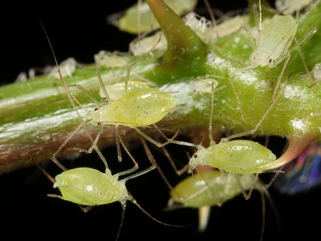 Amphorophora rubi Large Blackberry Aphid Bugs Homoptera Images