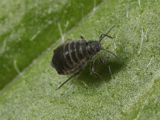 Anoecia species Aphid Bugs Homoptera Images