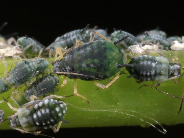 Aphis chloris St Johns wort Aphid Bugs Homoptera Images