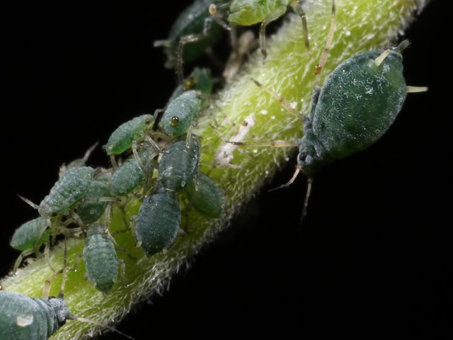 Aphis epilobii Willowherb Aphid Bugs Homoptera Images