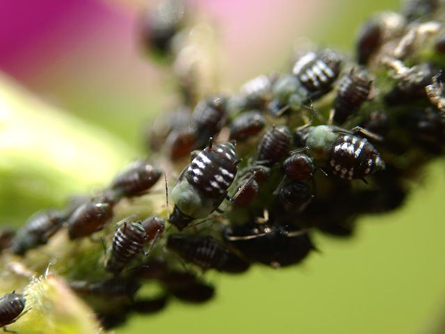 Aphis fabae Black Bean Aphid Bugs Homoptera Images