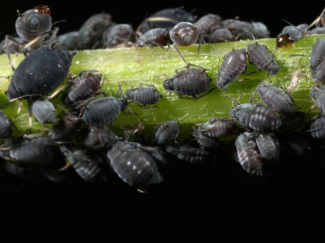 Aphis fabae cirsiiacanthoidis Black Spindle thistle Aphid Bugs Homoptera Images