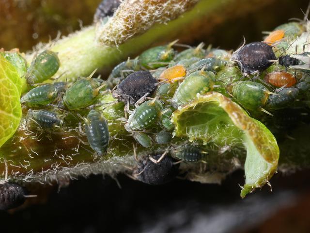 Aphis farinosa Small Willow Aphid Bugs Homoptera Images