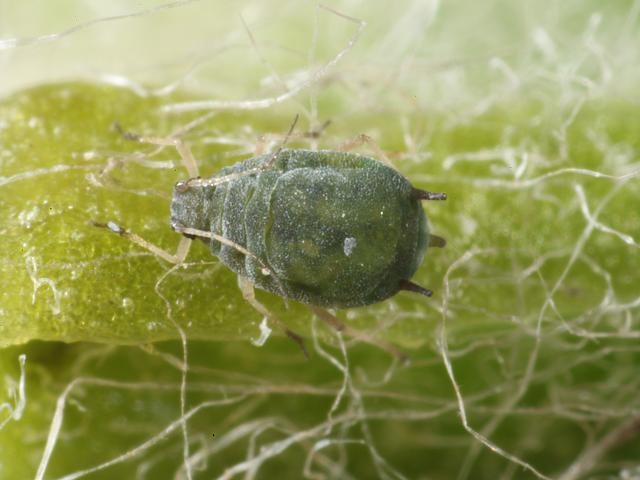 Aphis gossypii Cotton or Melon Aphid Bugs Homoptera Images