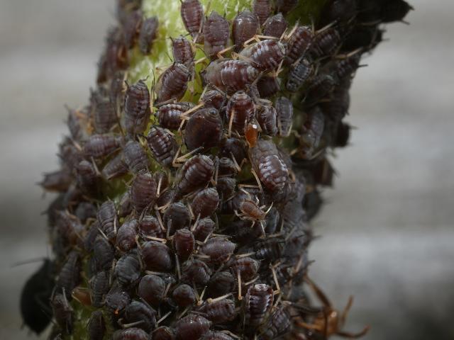 Aphis hederae Ivy Aphid Bugs Homoptera Images