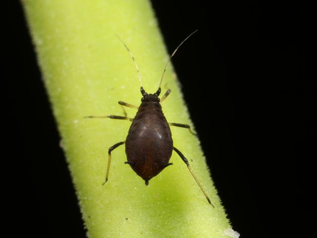 Aphis ilicis Holly Aphid Bugs Homoptera Images