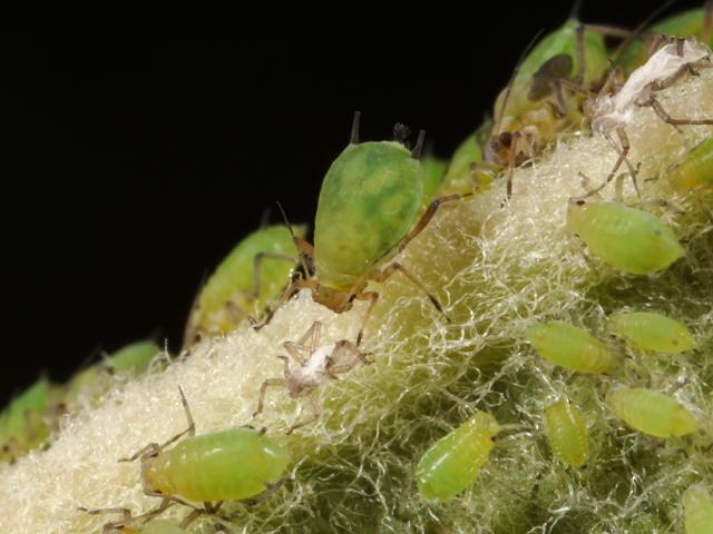 Aphis pomi Apple Aphid Bugs Homoptera Images