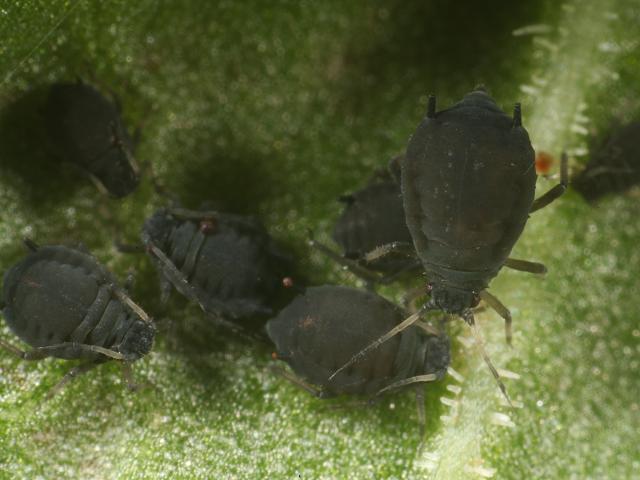 Aphis rumicis Dock Aphid Greenfly Blackfly Bugs Rumex Homoptera Images