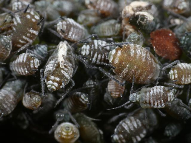Aphis sambuci Elder Aphid Bugs Homoptera Images
