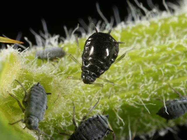 Aphis ulicis Gorse Aphid Bugs Homoptera Images