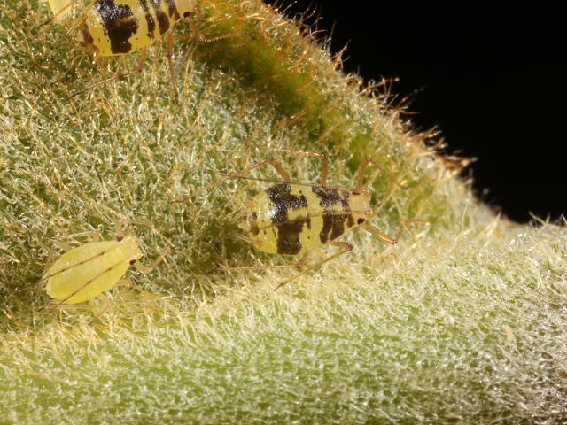 Aulacorthum circumflexum Crescent marked Lily Aphid Bugs Homoptera Images