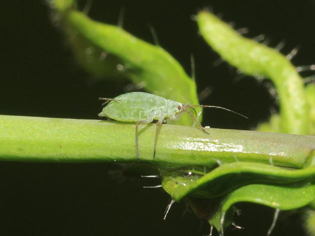 Aulacorthum solani Glasshouse Potato Aphid Bugs Homoptera Images