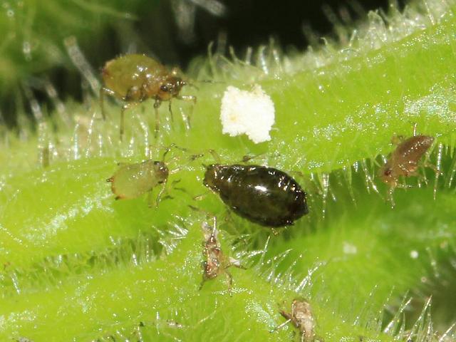 Brachycaudus lychnidis species group Red Campion Aphid Bugs Homoptera Images