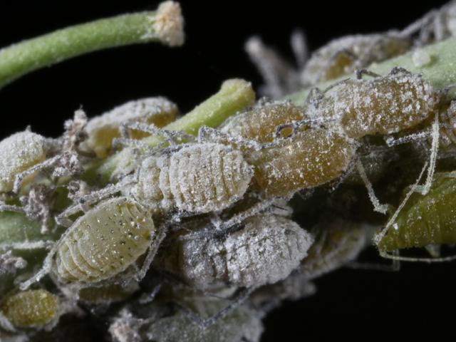 Brevicoryne brassicae Mealy Cabbage Aphid Bugs Homoptera Images