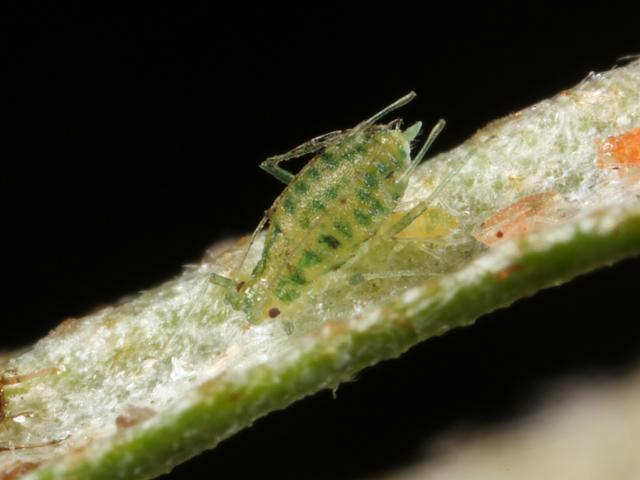 Capitophorus species Sea Buckthorn Hippophae rhamnoides Aphid Bugs Homoptera Images