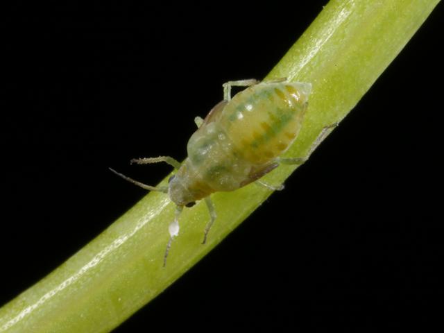 Cavariella aegopodii Carrot Willow Aphid Bugs Homoptera Images