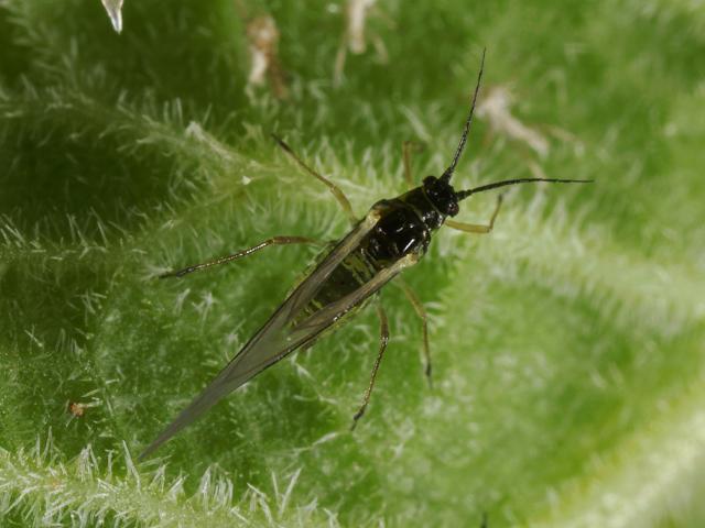 Cavariella archangelicae Willow Angelica Aphid Bugs Homoptera Images