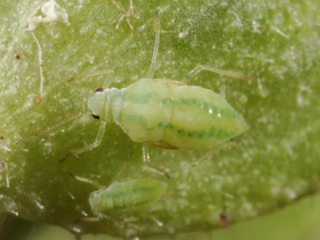 Cavariella pastinacae theobaldi Willow parsnip Aphid Bugs Homoptera Images