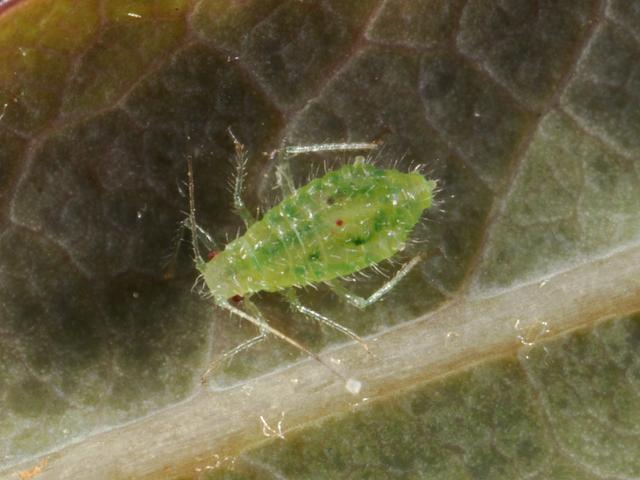 Chaitophorus truncatus Willow Aphid Bugs Homoptera Images
