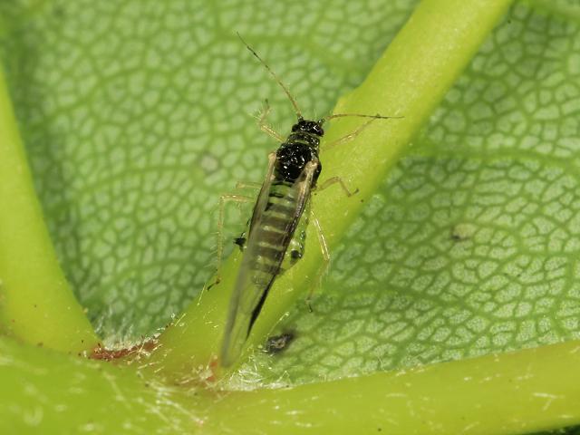 Drepanosiphum platanoidis Sycamore Aphid