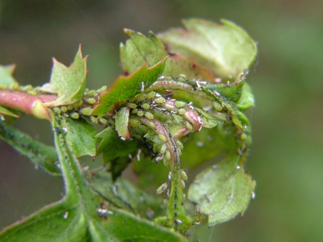 Dysaphis apiifolia Hawthorn Parsley Aphid Bugs Homoptera Images