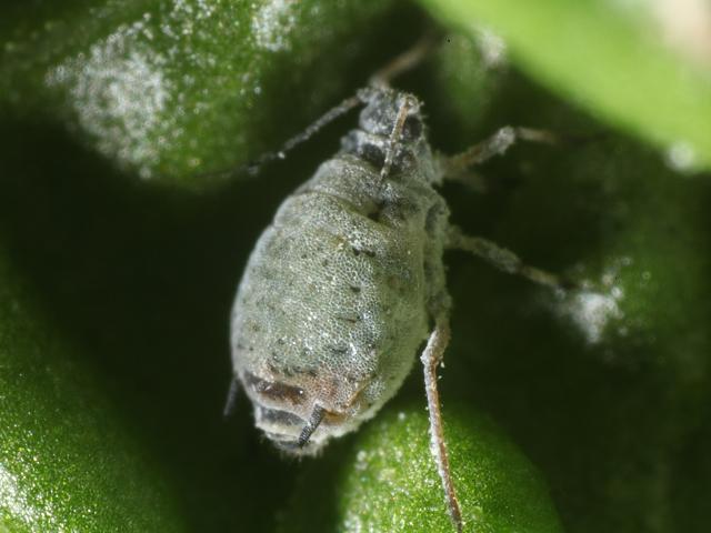 Dysaphis radicola Apple dock Aphid Aphid Greenfly Blackfly Bugs Rumex Homoptera Images