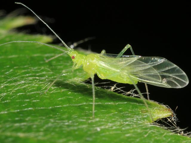 Euceraphis species Birch Aphid Bugs Homoptera Images