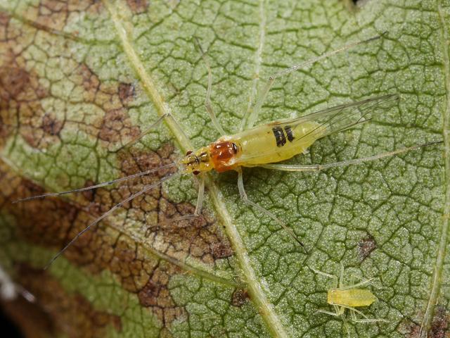Euceraphis species Birch Aphid Bugs Homoptera Images