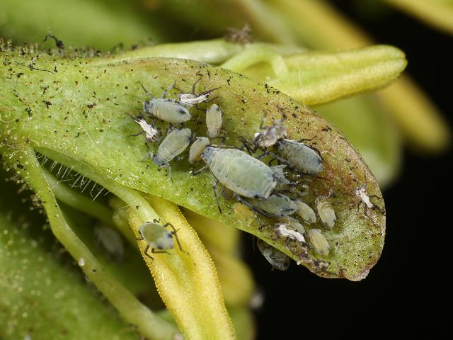Hyadaphis passerinii Honeysuckle Aphid Bugs Homoptera Images