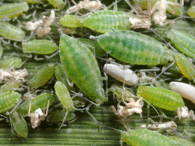 Hyalopterus pruni Mealy Plum Aphid Bugs Homoptera Images