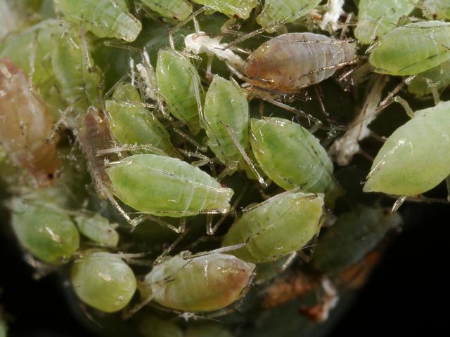 Hyperomyzus lactucae Blackcurrant sowthistle Aphid Bugs Homoptera Images