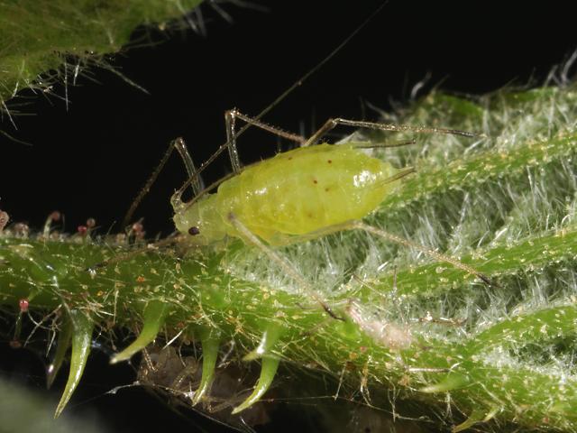 Macrosiphum funestum Blackberry Aphid Bugs Homoptera Images